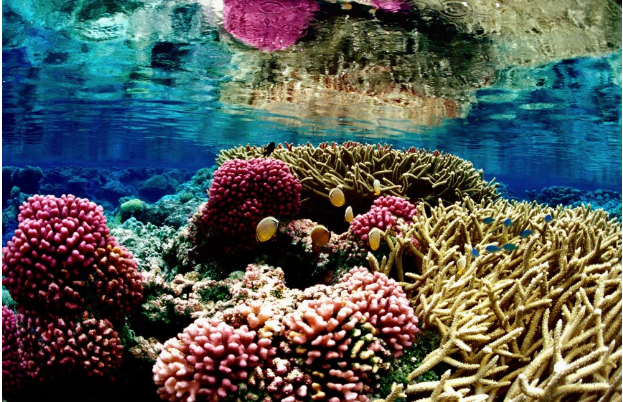Du lịch khám phá rặng san hô lớn nhất thế giới tại Úc