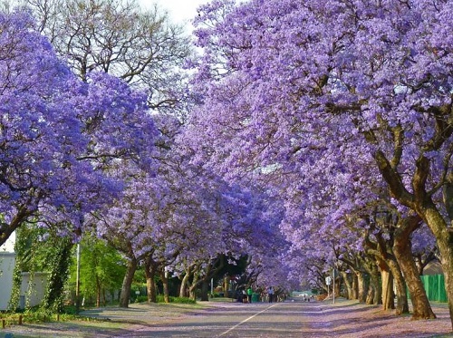Con đường ngập tràn phượng tím quyến rũ tại Nam Phi